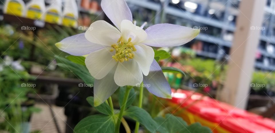 spring day flower blooms