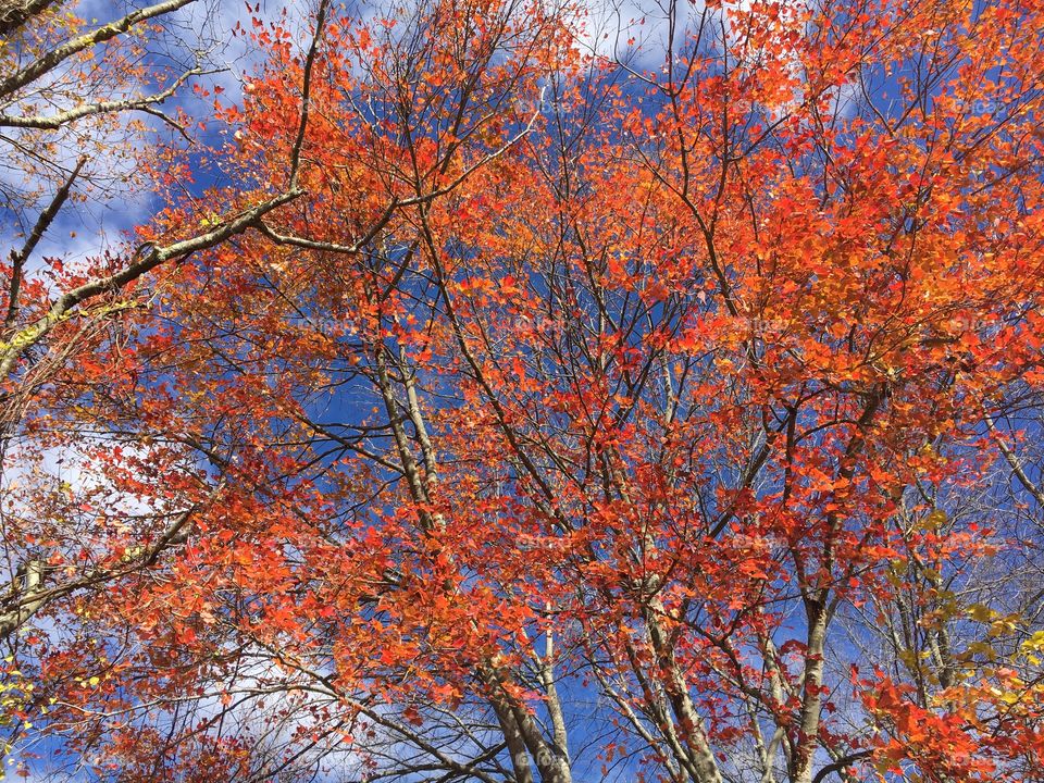 Fall Leaves against a blue sky