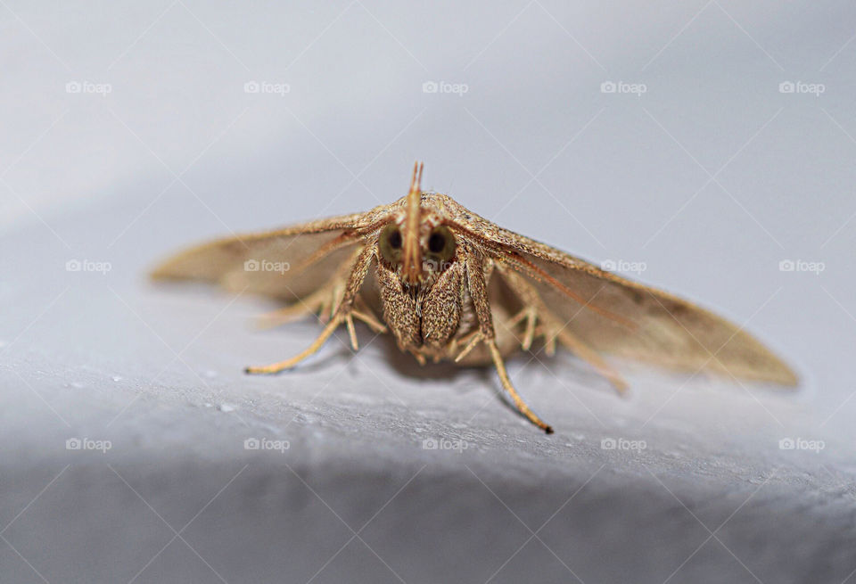 Moth close up