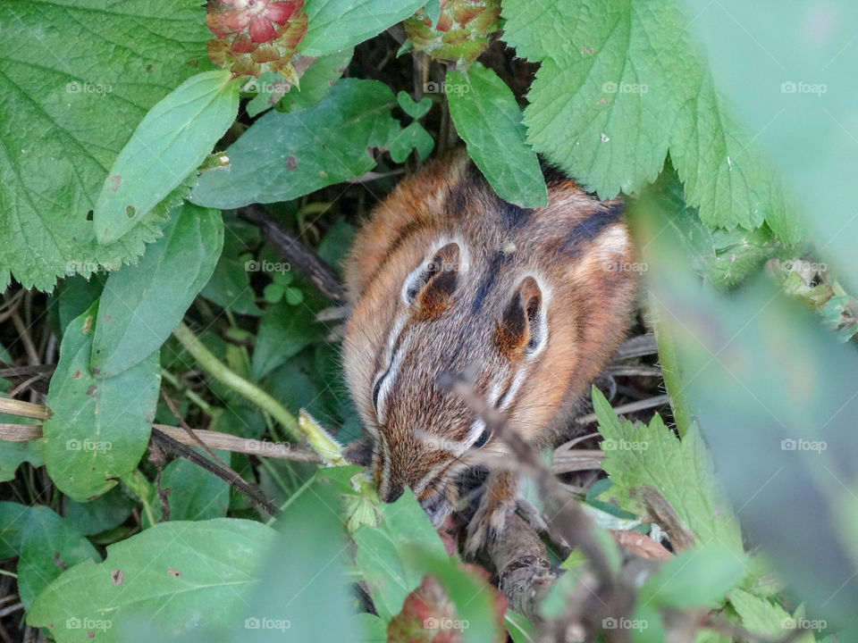 A chipmunk tucked into a thicket of greenery next to a glacier-fed lake. The wee beast was minding its own business nibbling on some food.