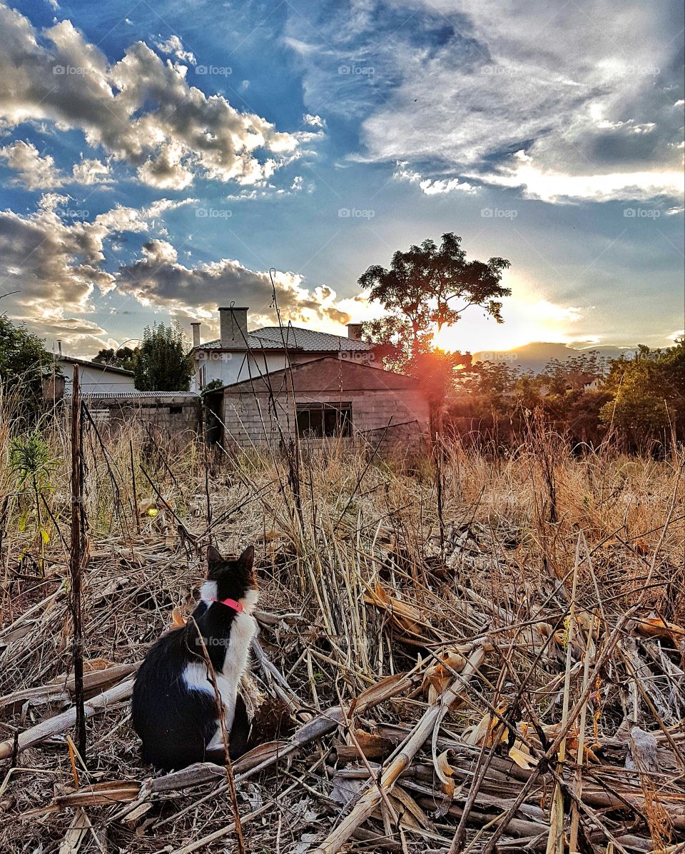 cat sunset