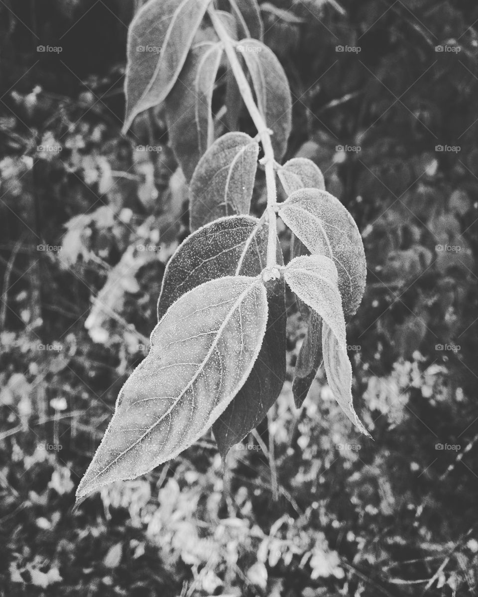 Frosted Leaves in Black and White