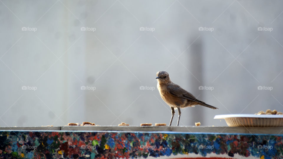 Little sweet Twitter out to break his fast.