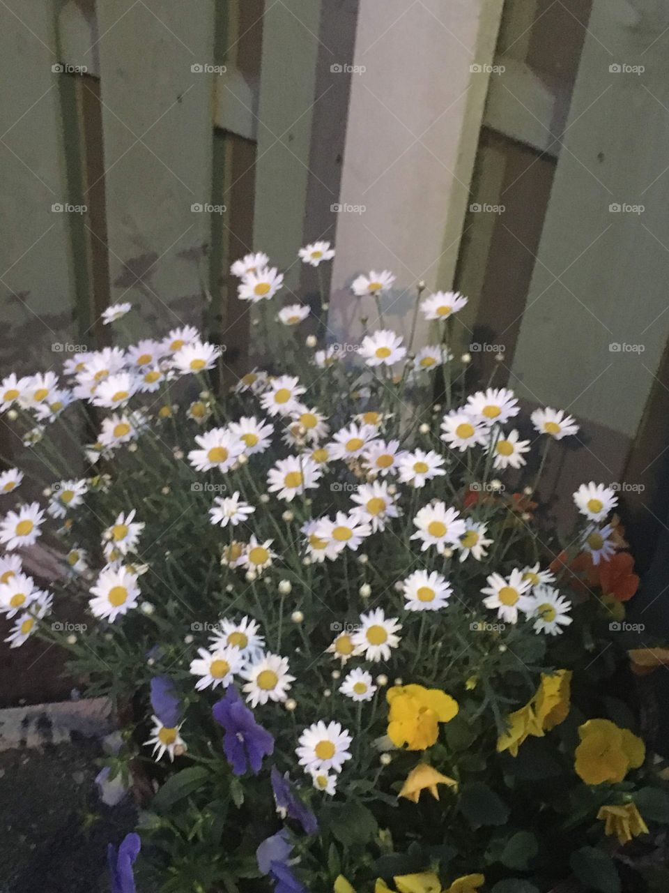 daisies and other various flowers 
