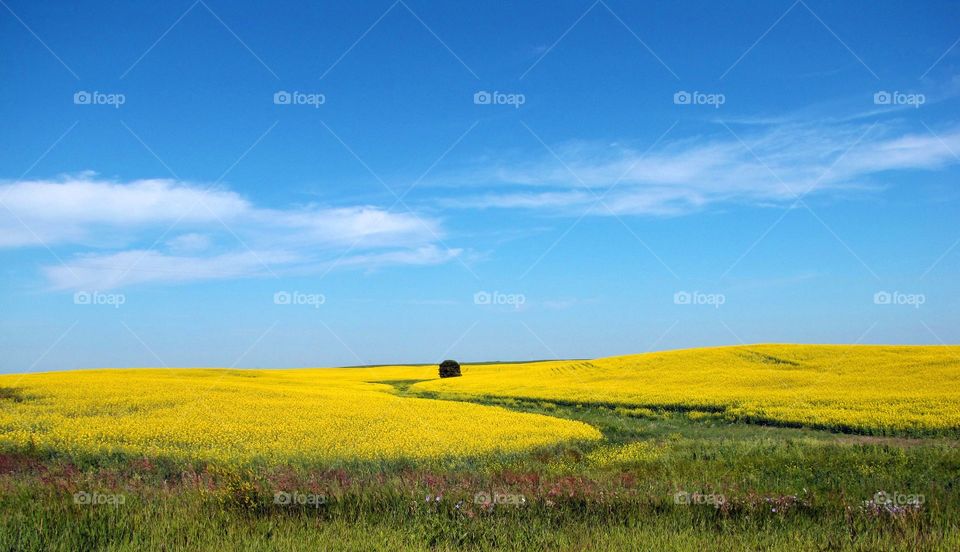 Running into the summer fields 