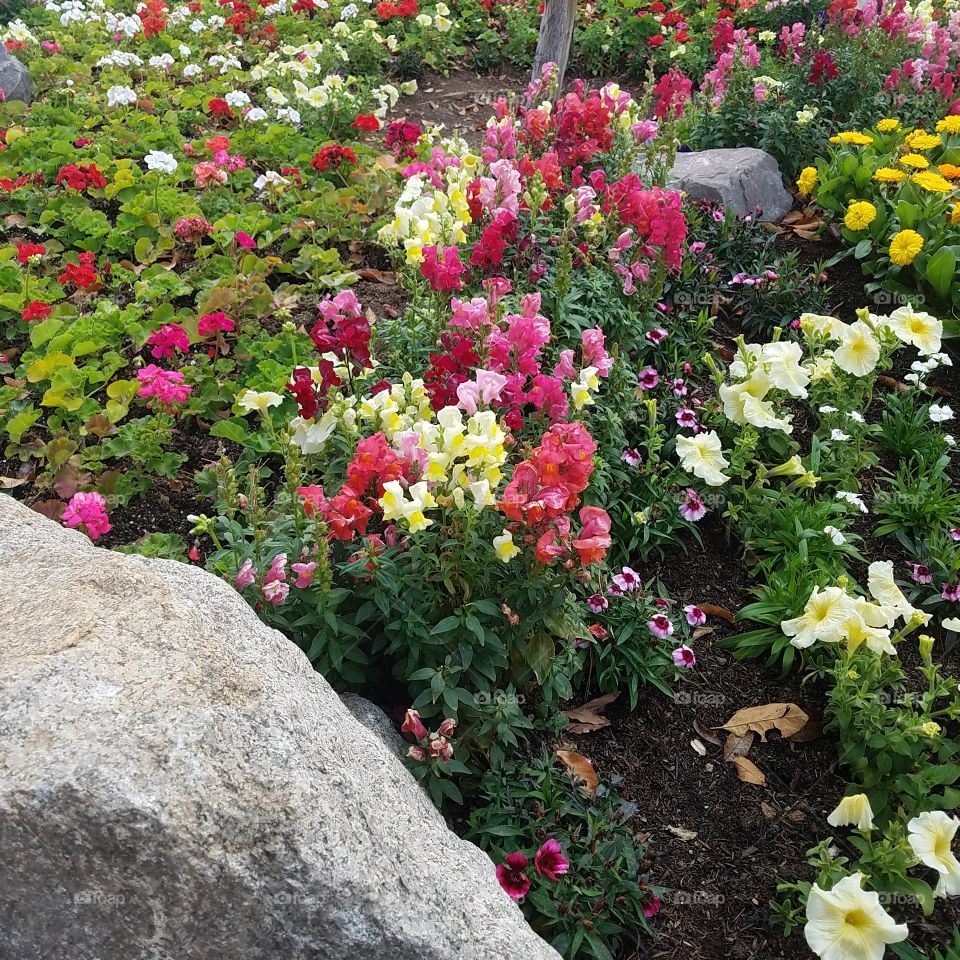 flowerbed with assorted flowers daylight rock