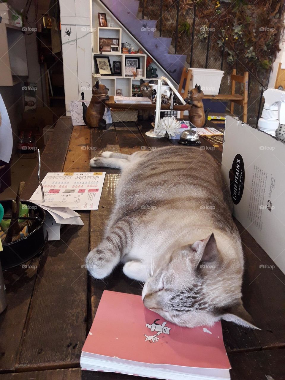 cat sleeping on a booklet