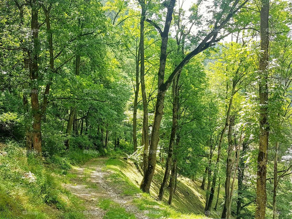 green forest