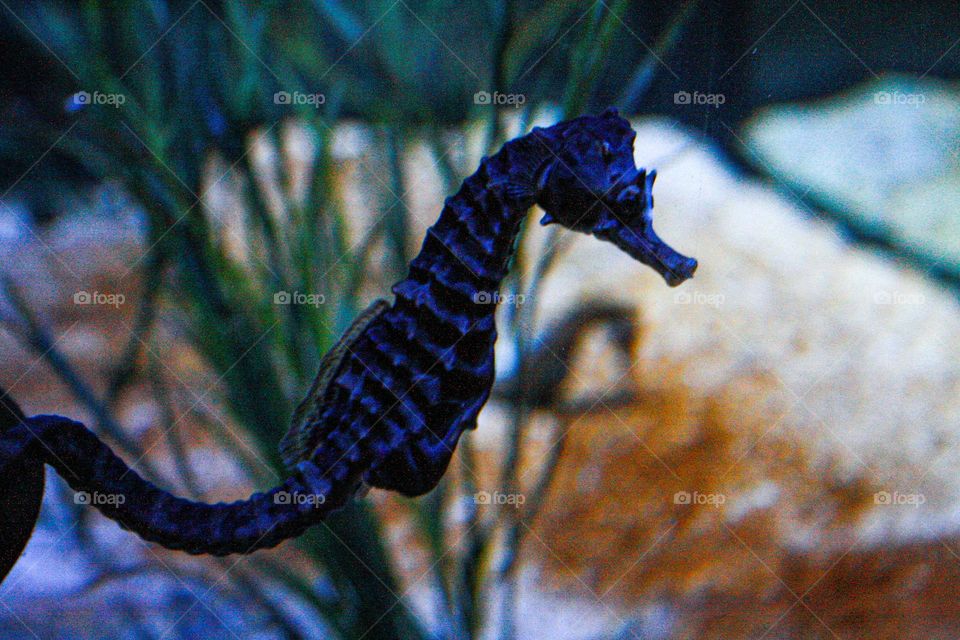Seahorse <3.