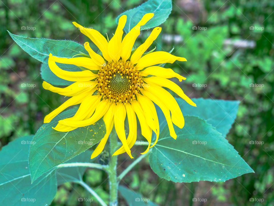 The beautiful yellow sunflower.