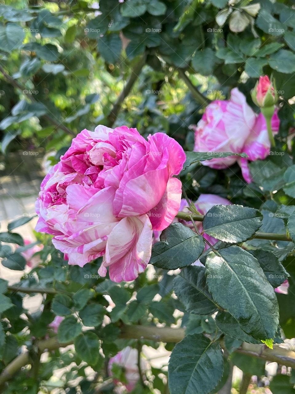Roses in Yuanshan Flower Expo Park
