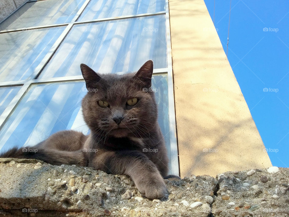 urban cat watching you