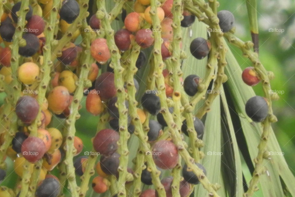 fruits