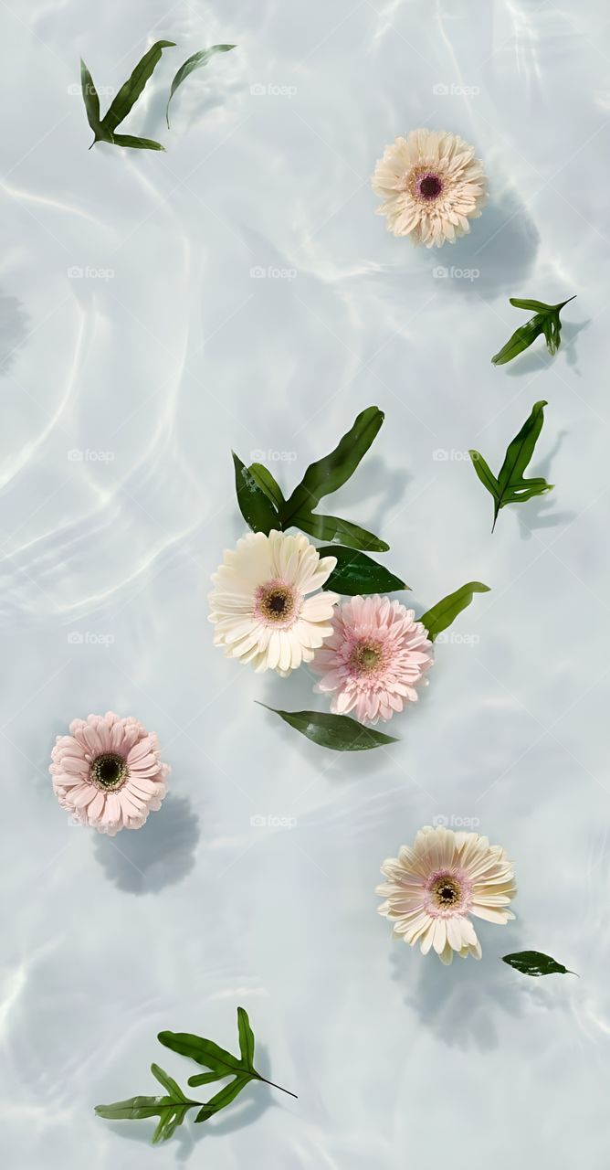 flowers and leaves in clean water background image