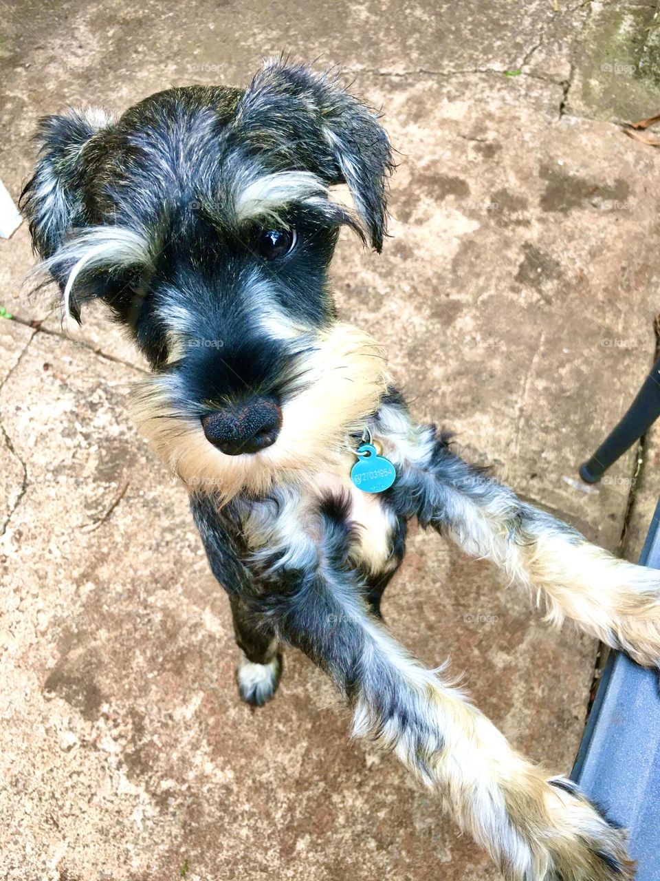 Miniature schnauzer boy