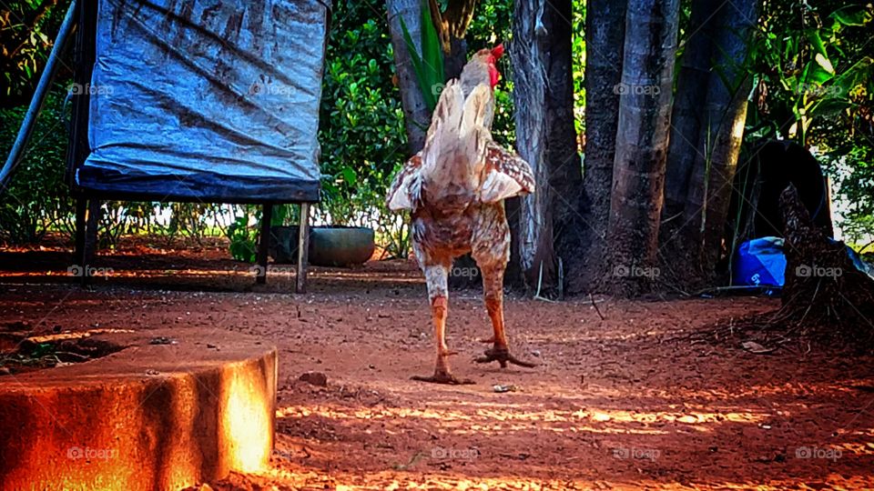Galo no terreiro.
