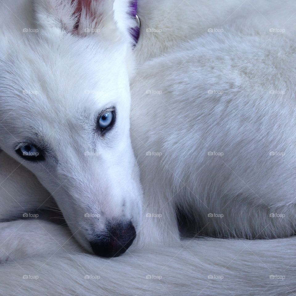 My beautiful husky puppy