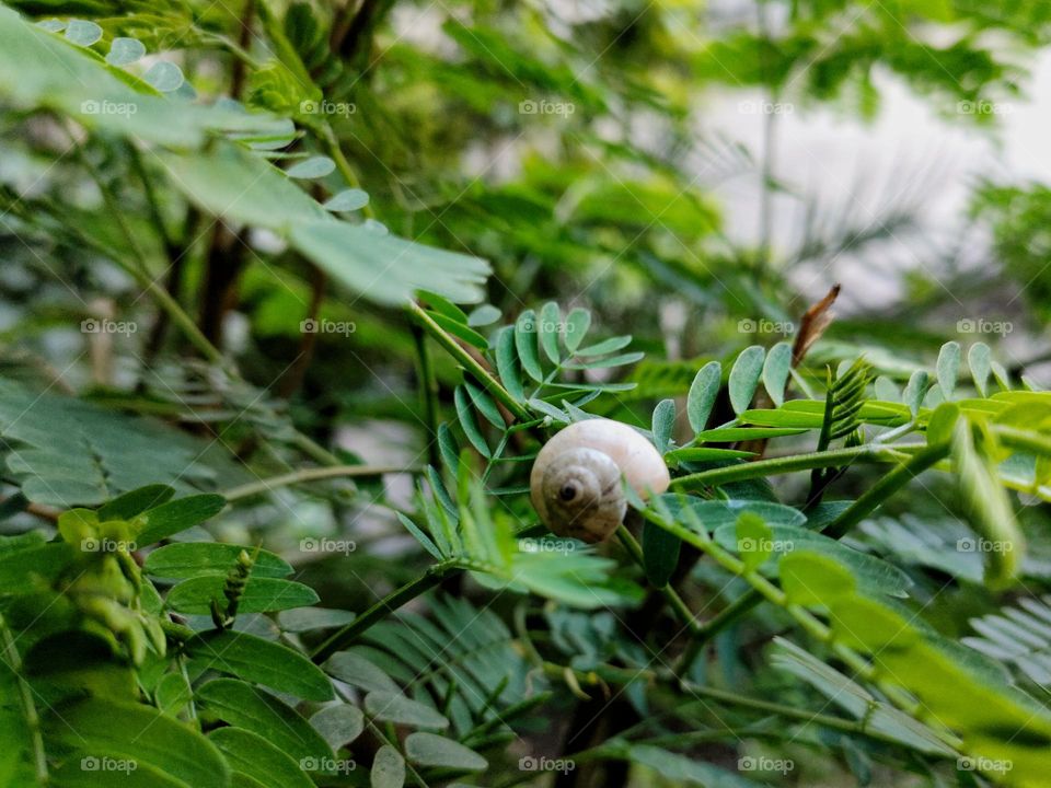 Hiding through leafs