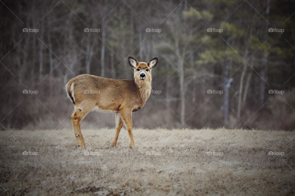 Deer
