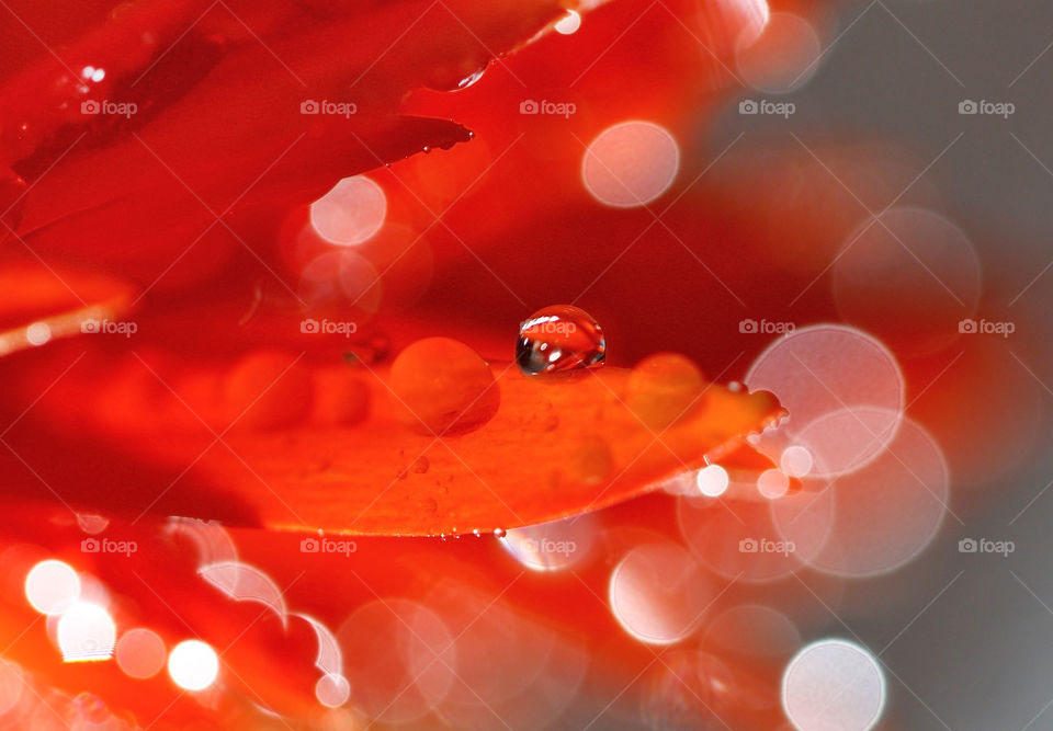 Dew drop on red flower