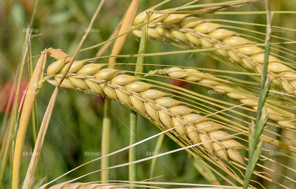 Wheat field