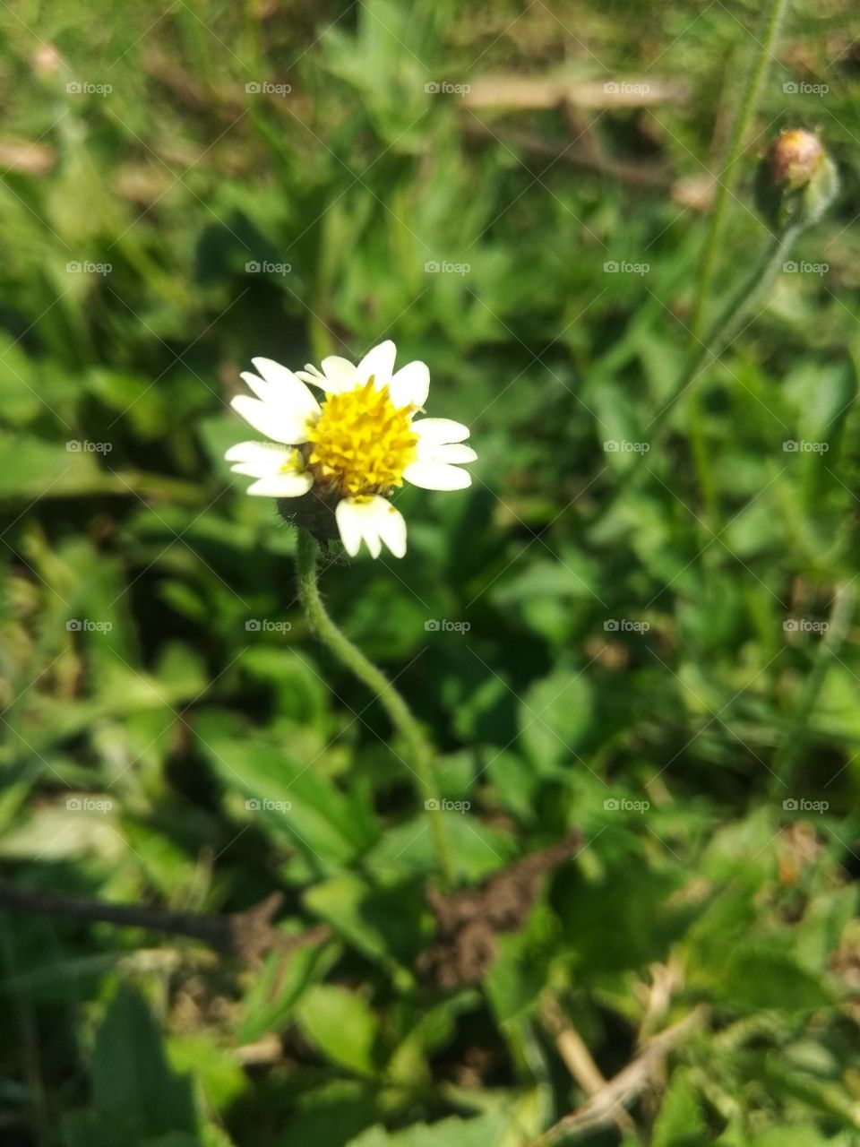 grass flower #3