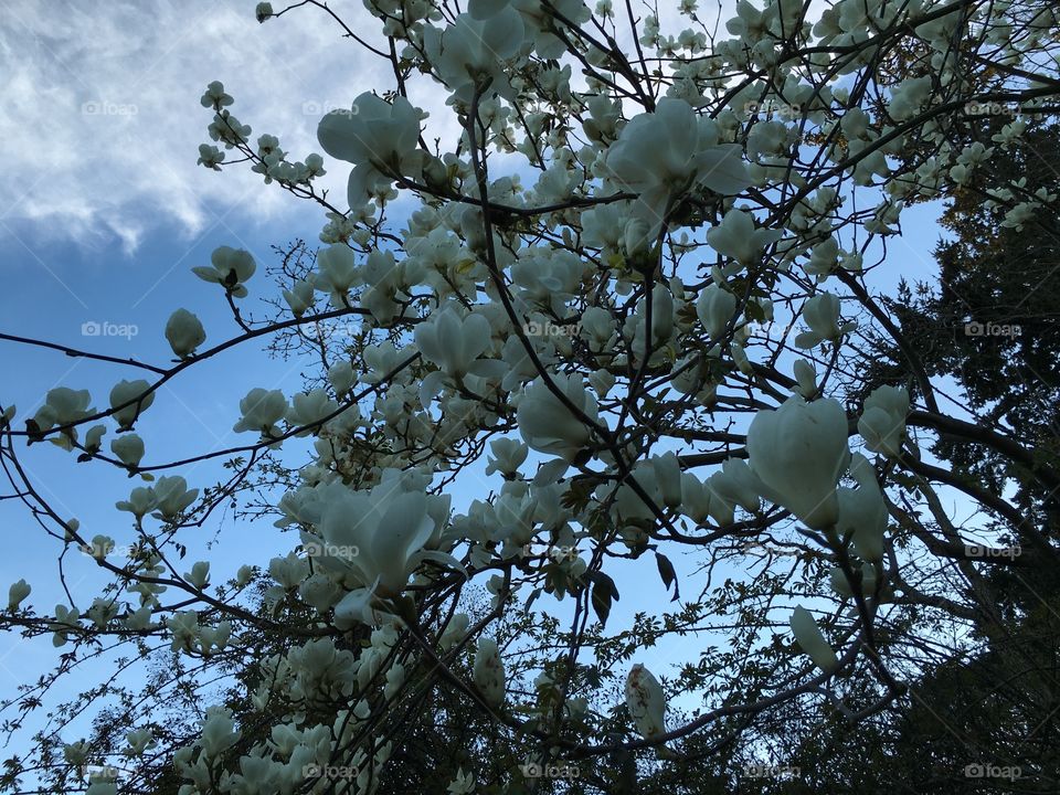 White magnolia 