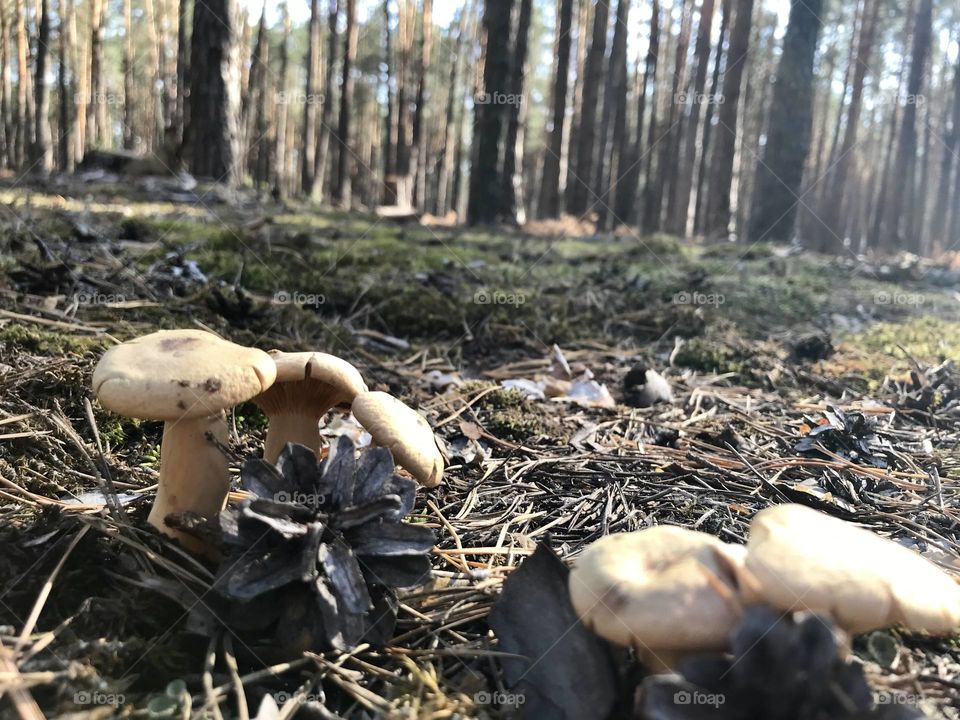 Природа#грибы#отдых