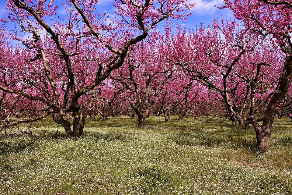 Peach trees