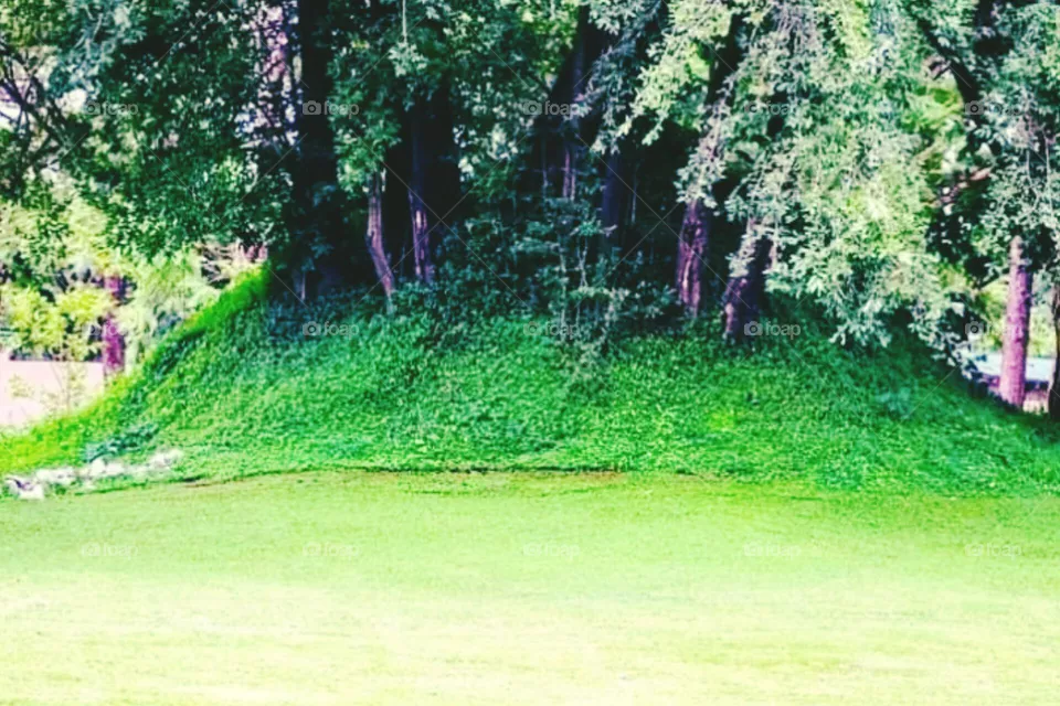 Green Grass