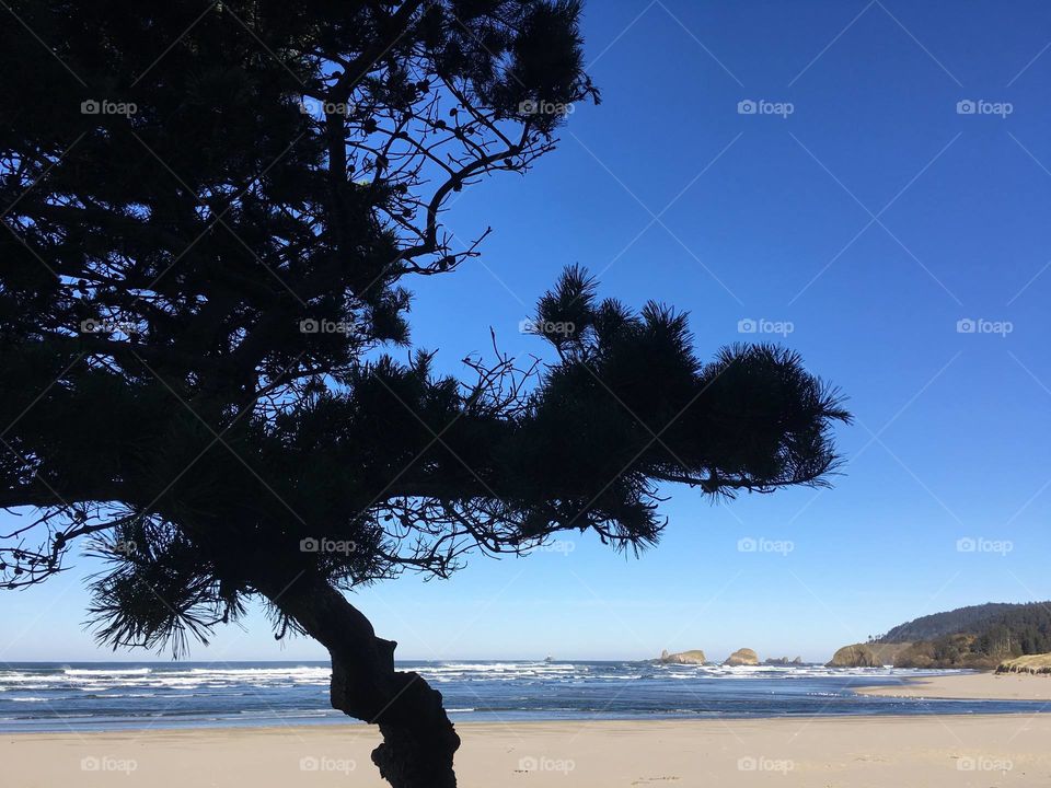 Beach tree