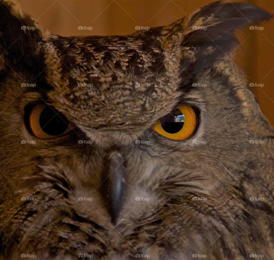 Owl who