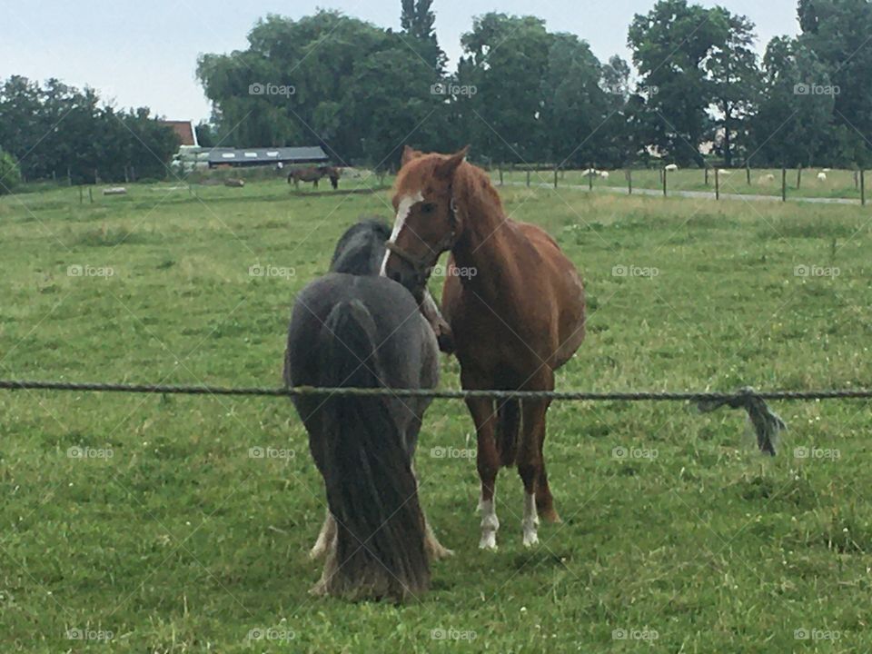 Two horses cuddle togheter 