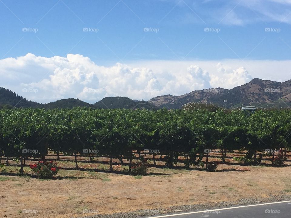 Thunder clouds over vineyards. Thunder clouds over vineyards in Napa California. 