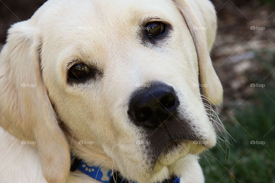 Labrador closeup 