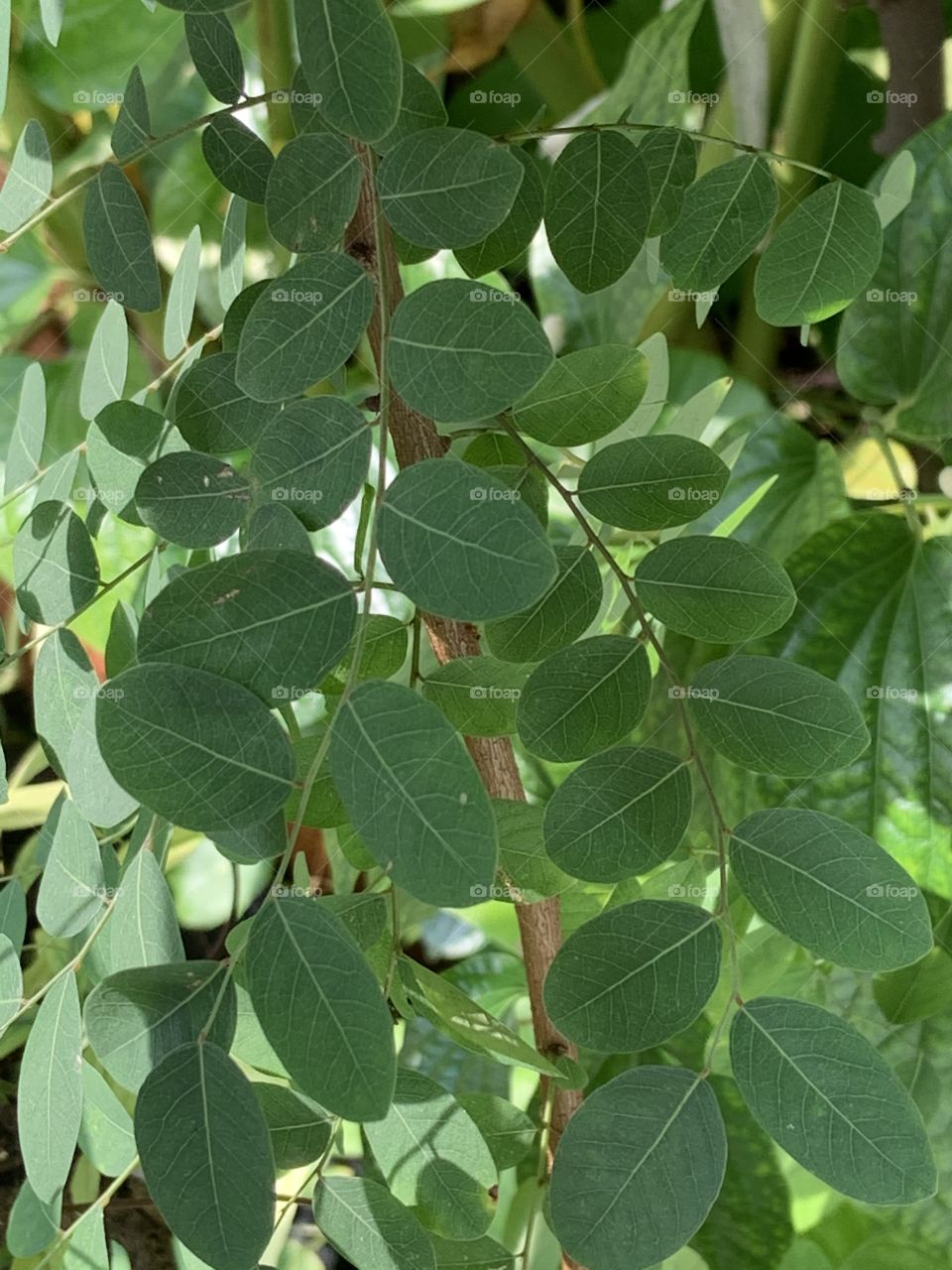 Portrait of a plant.