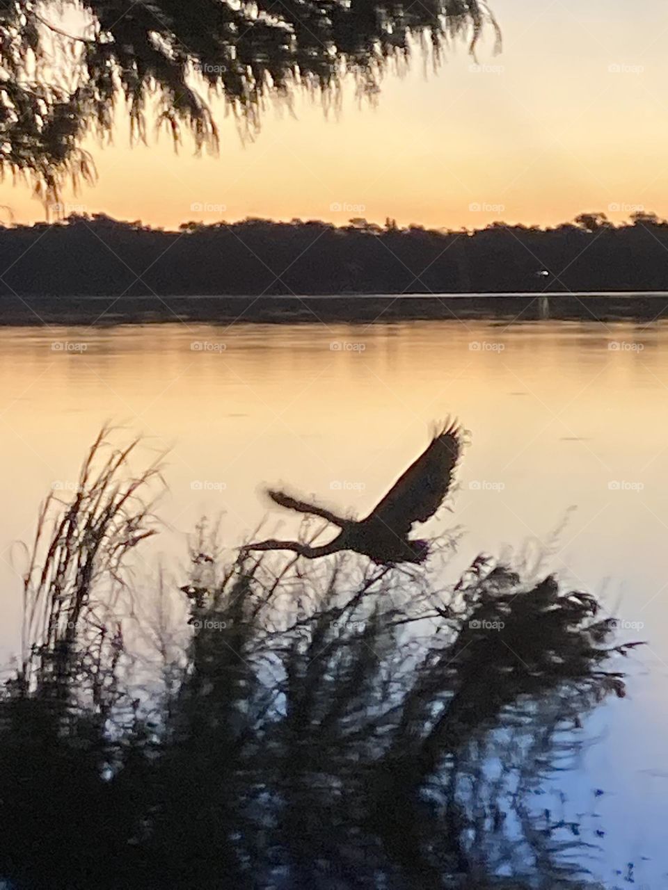Flying bird over a lake 