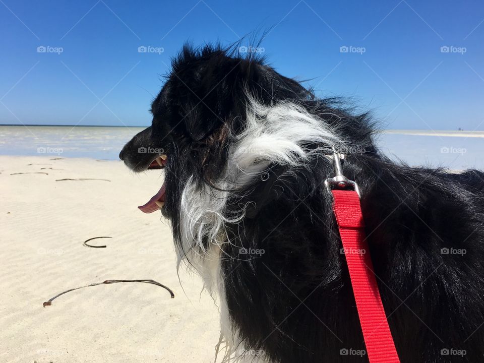 Side profile border collie on red leash looking out at ocean at beach  blue sky