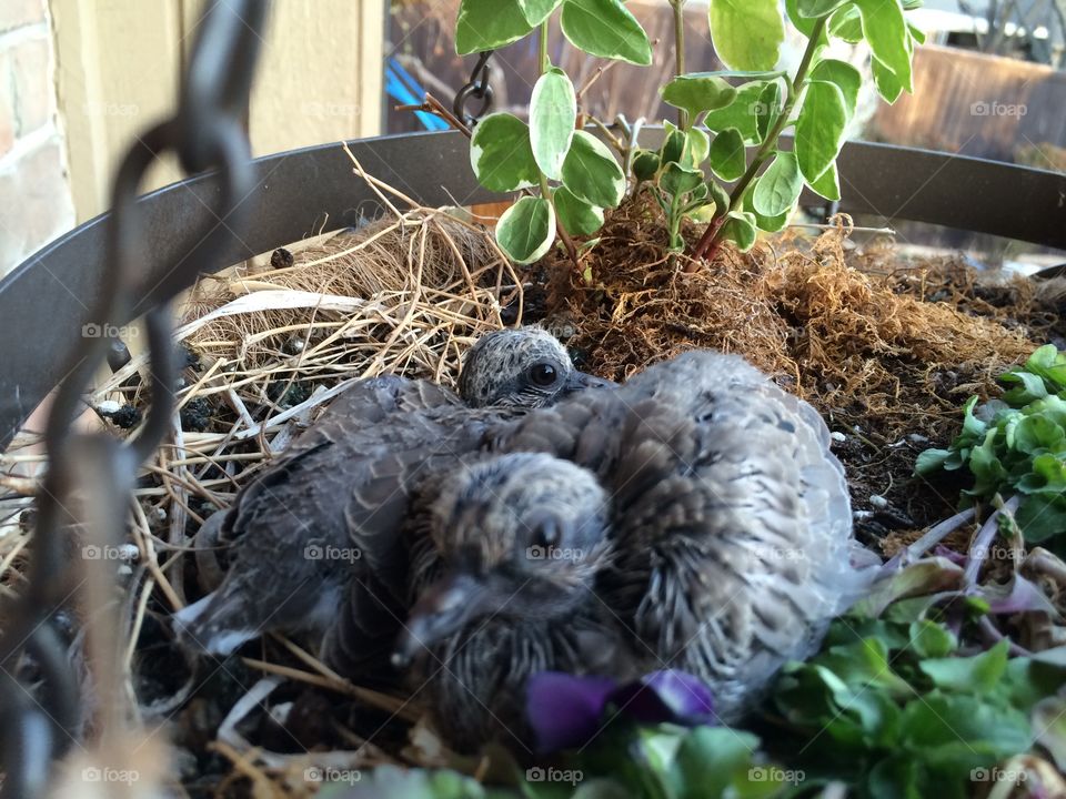 Baby Doves