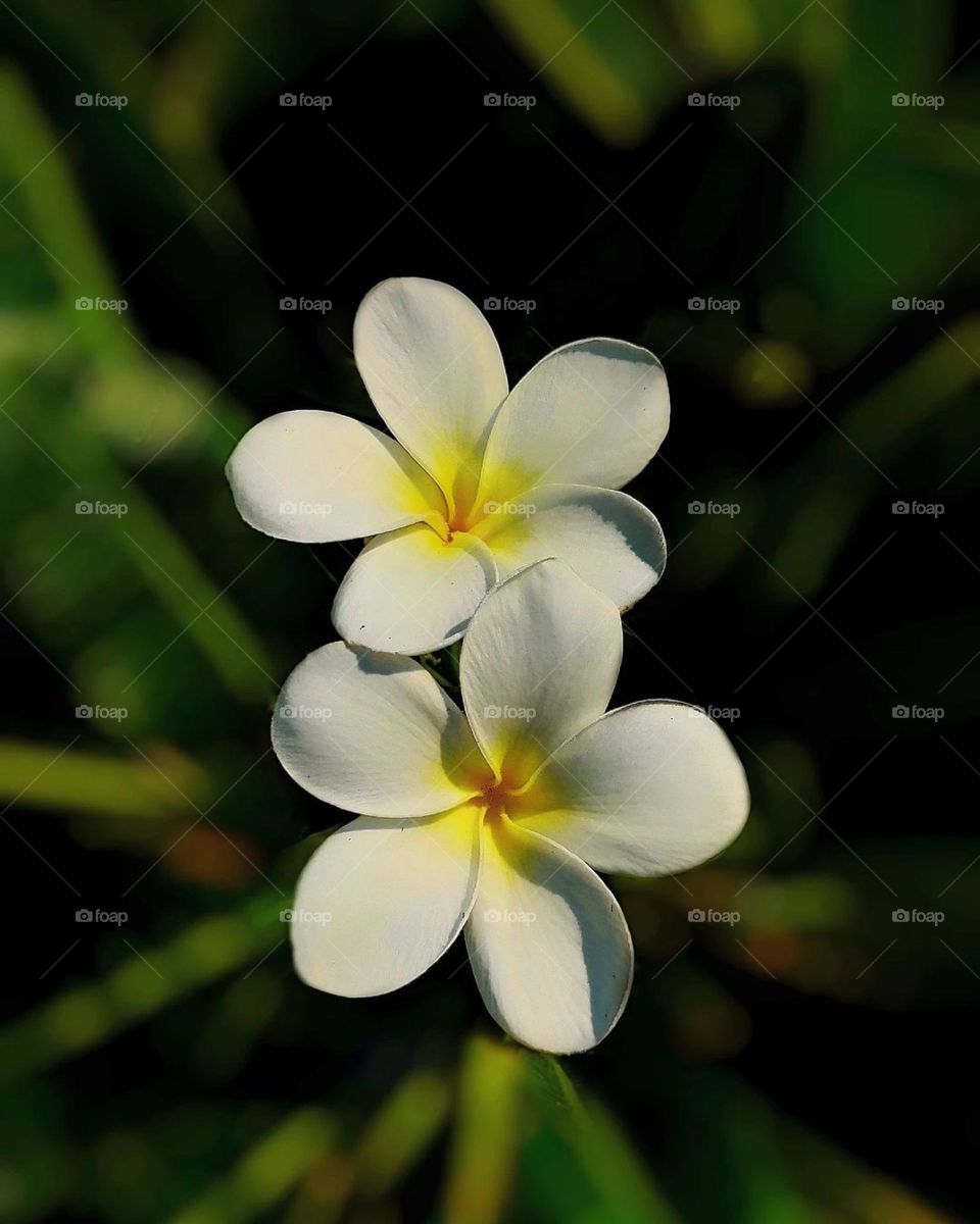 Love is the flower you’ve got to let grow.