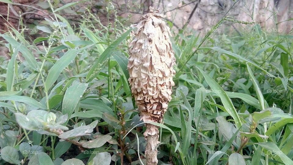 mushroom in grass