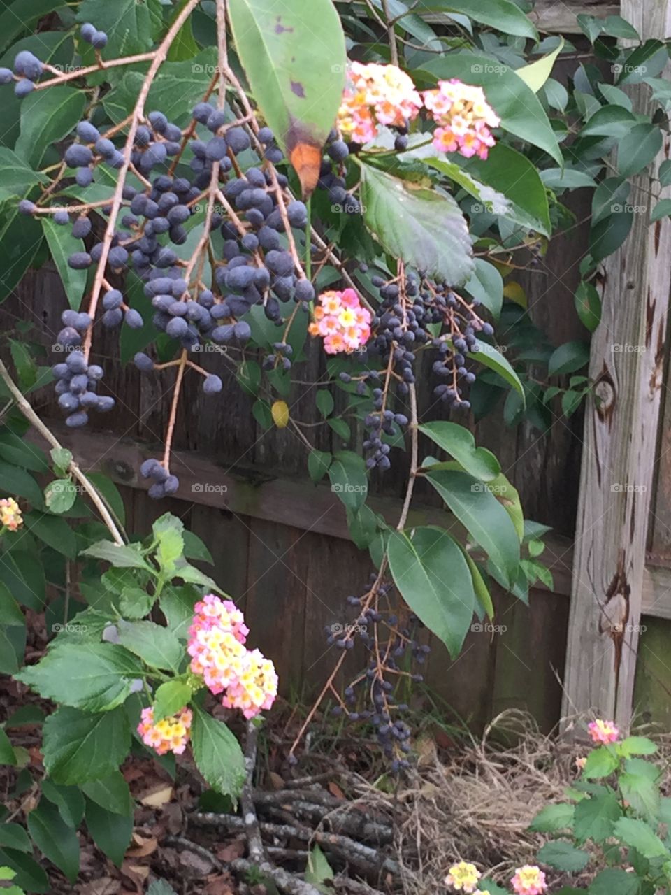 Fall flowers and berries on shrubs