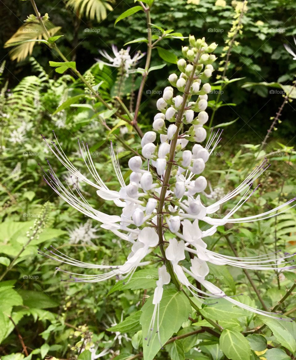 At Hawaii Tropical Botanical Garden