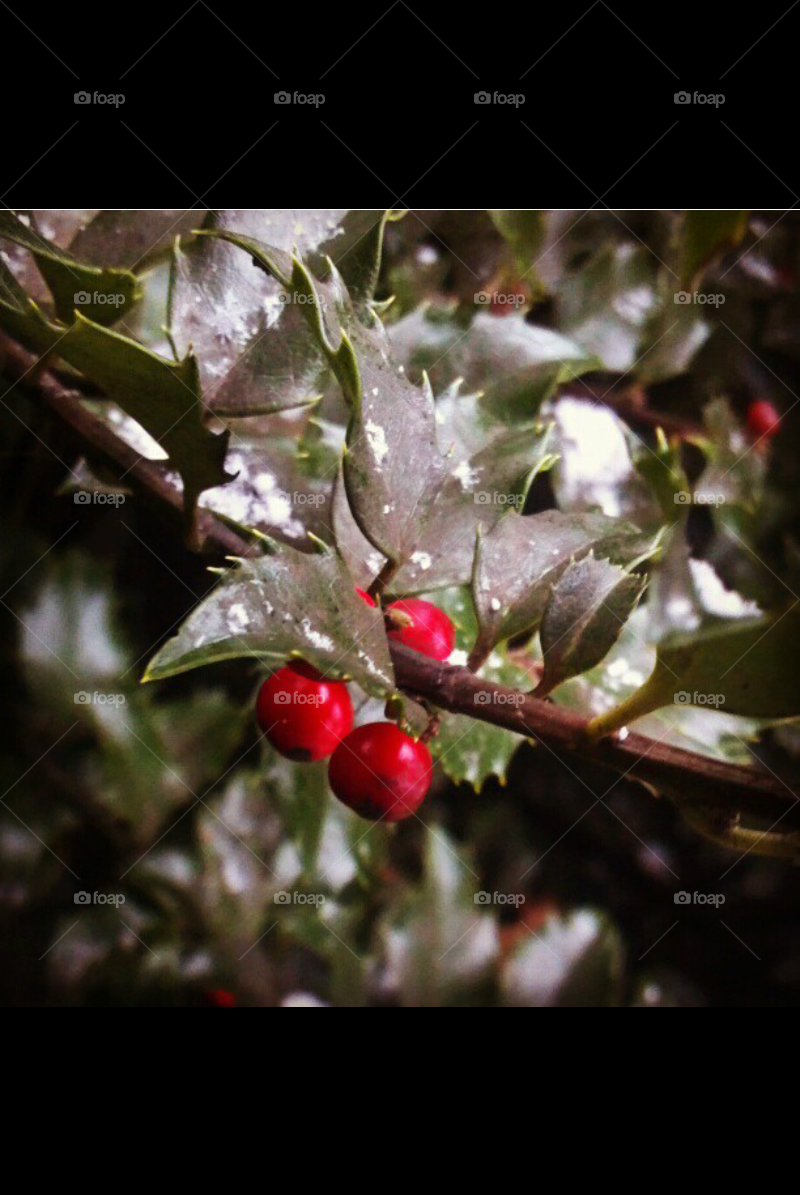 Frost on the Holly