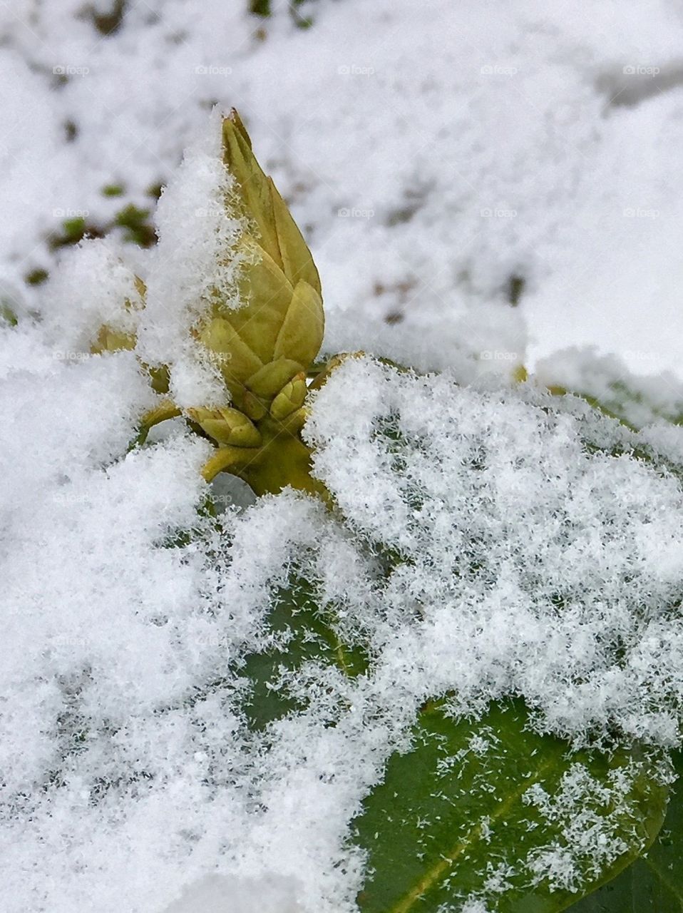 Flower bud on a rhododendron bush that grows in the snow in the flowerbed in Sweden in March.