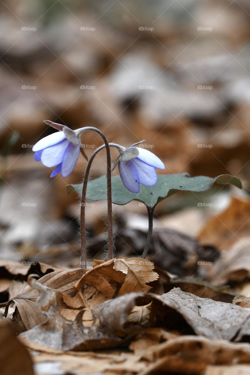 Close up or macro of spring flowers