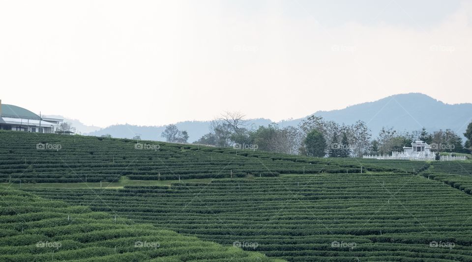 Chengrai/Thailand:February 16 2019-Chui Foung ,beautiful tea plantation 