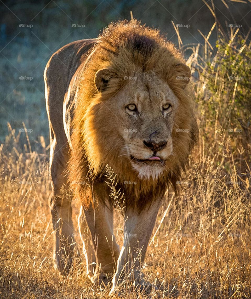 Londolozi, South Africa wildlife pictures