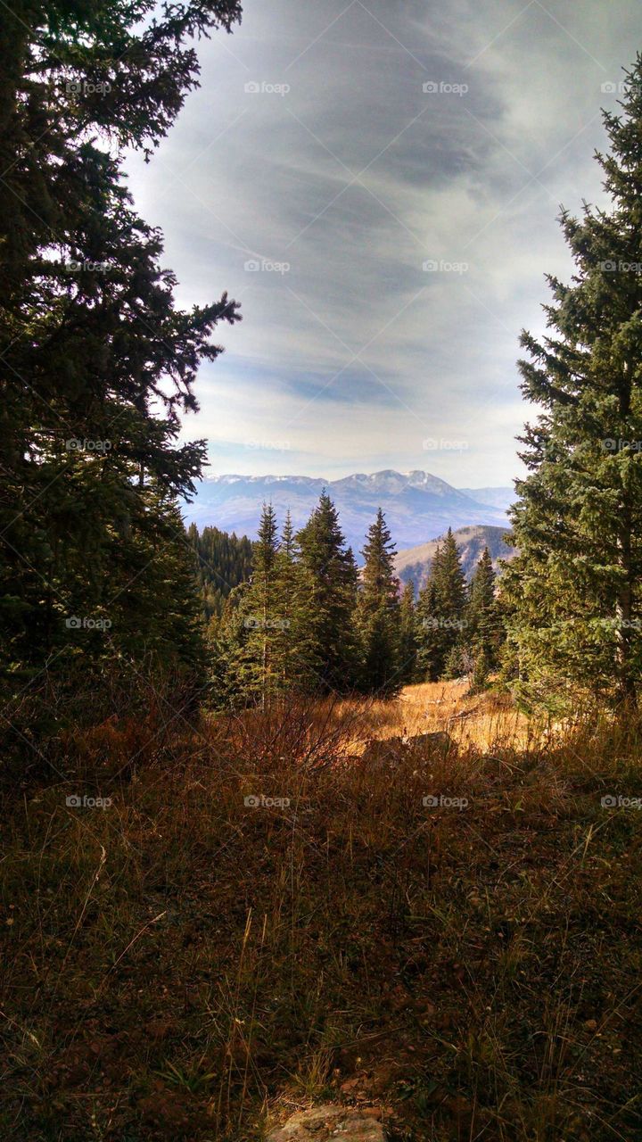 Mountain vista cradled between evergeens high up in the Colorado mountains.