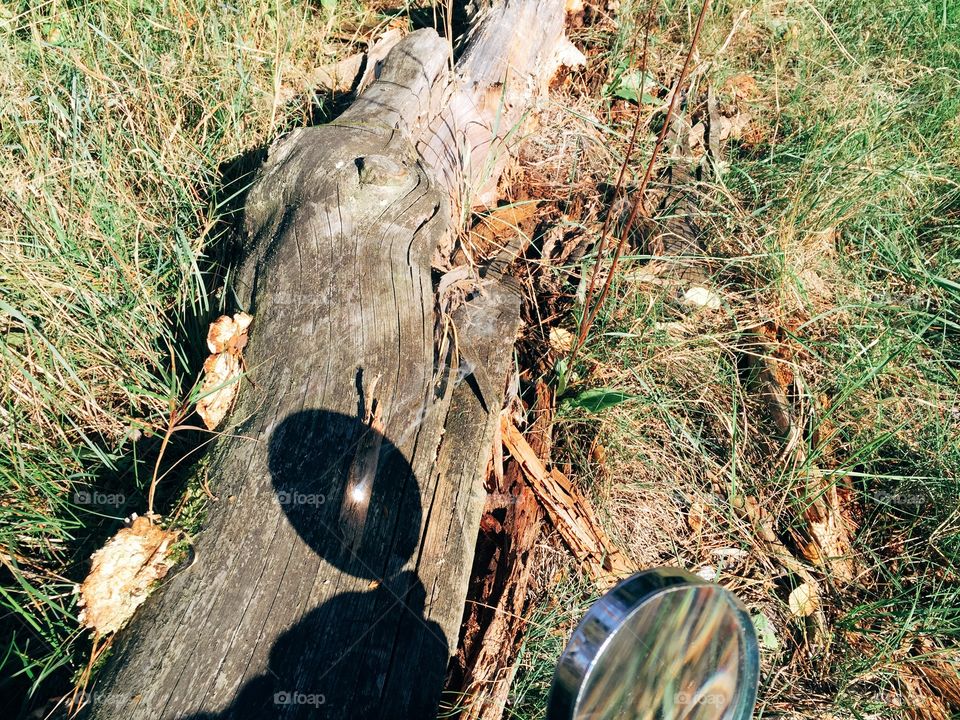 Boy with a loupe, sunlight. Five year old boy burning wood with a loupe